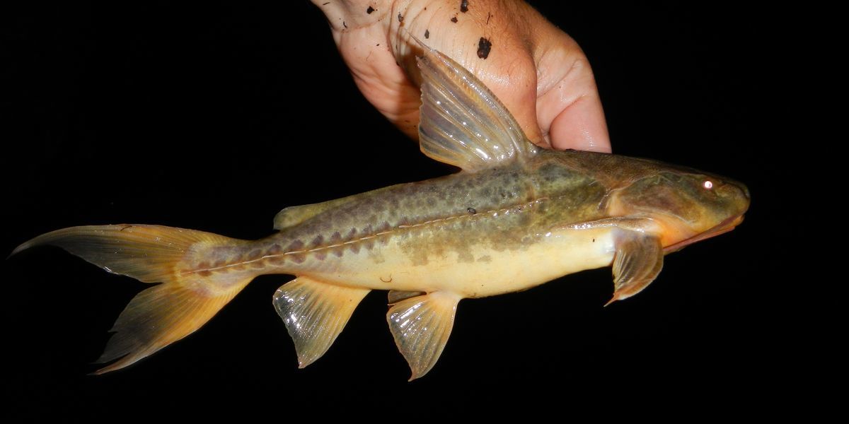 image of Pterodoras granulosus (Granulated catfish)