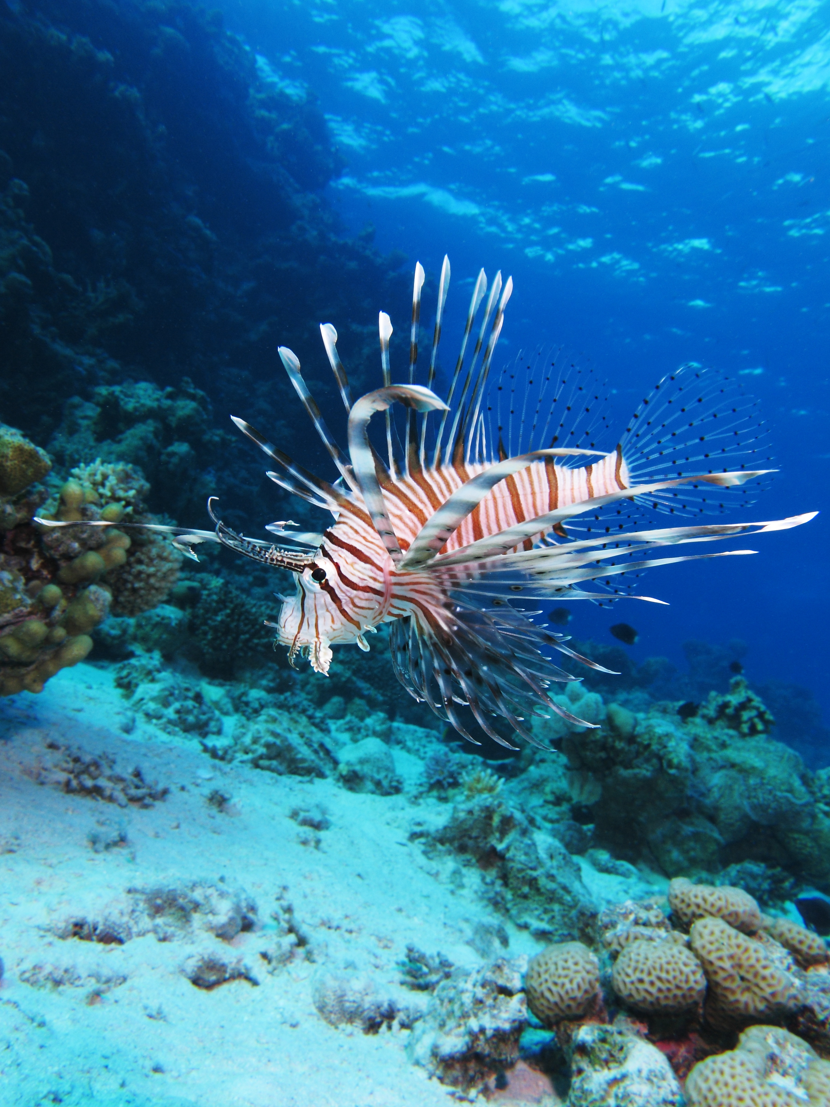 image of Pterois miles (Devil firefish)