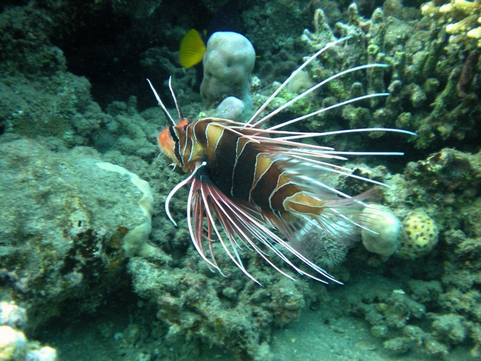 image of Pterois radiata (Radial firefish)
