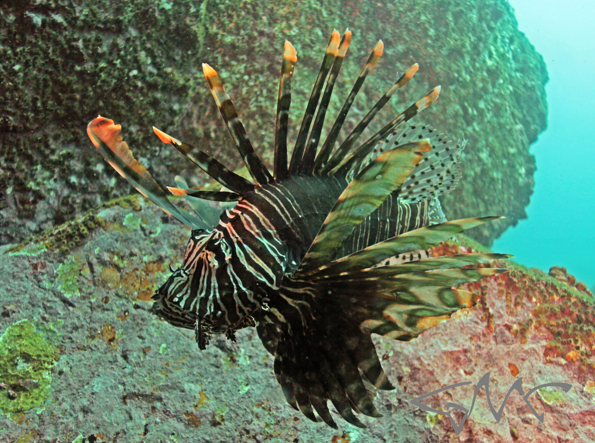 image of Pterois volitans (Red lionfish)