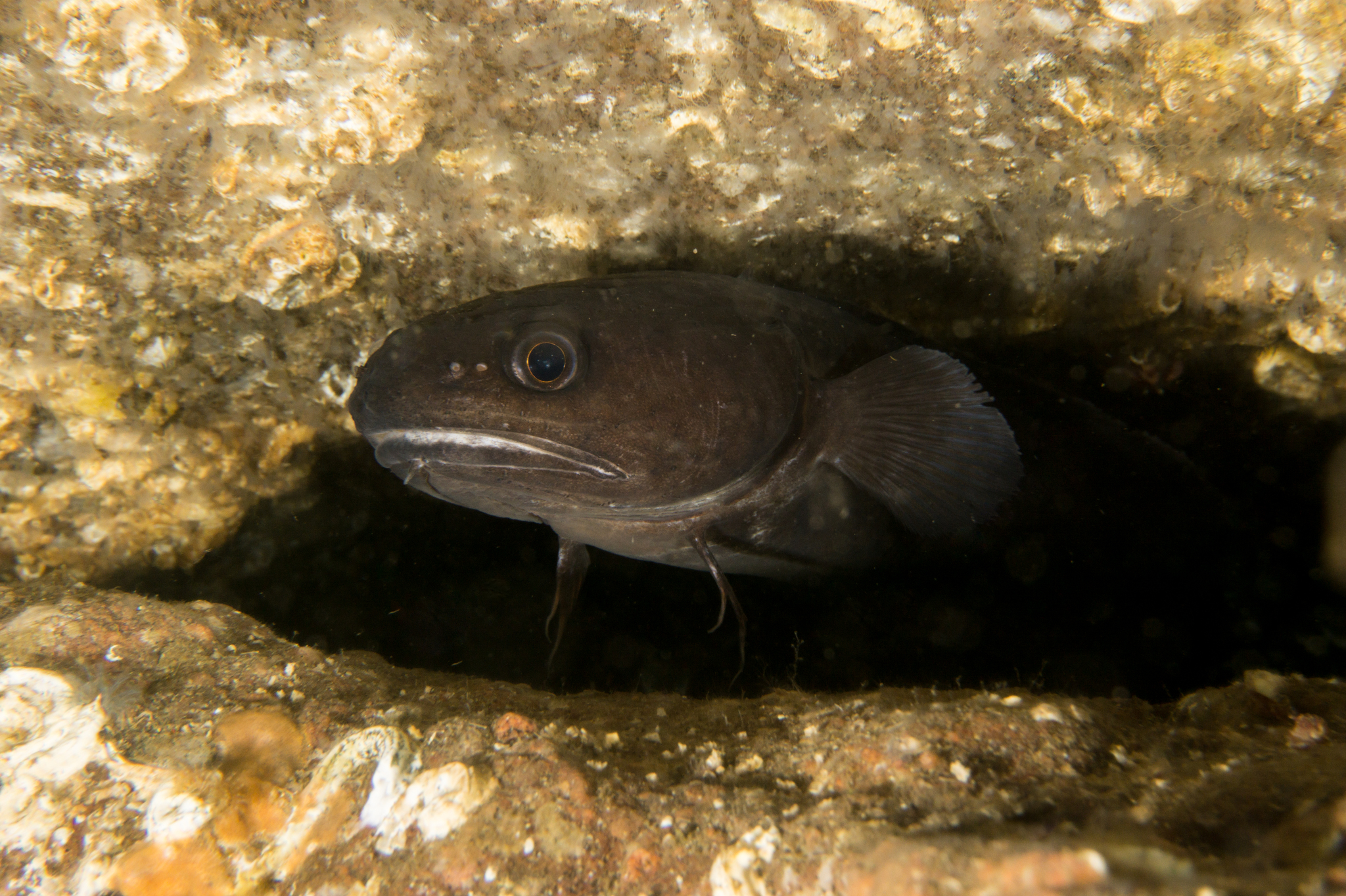 image of Raniceps raninus (Tadpole fish)