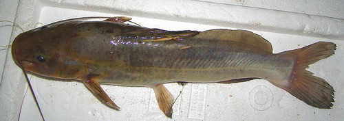image of Rhamdia quelen (South American catfish)