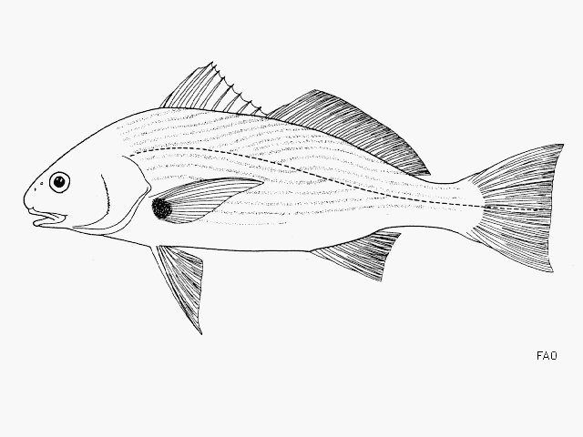 image of Roncador stearnsii (Spotfin croaker)