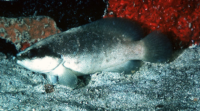image of Rypticus bistrispinus (Freckled soapfish)