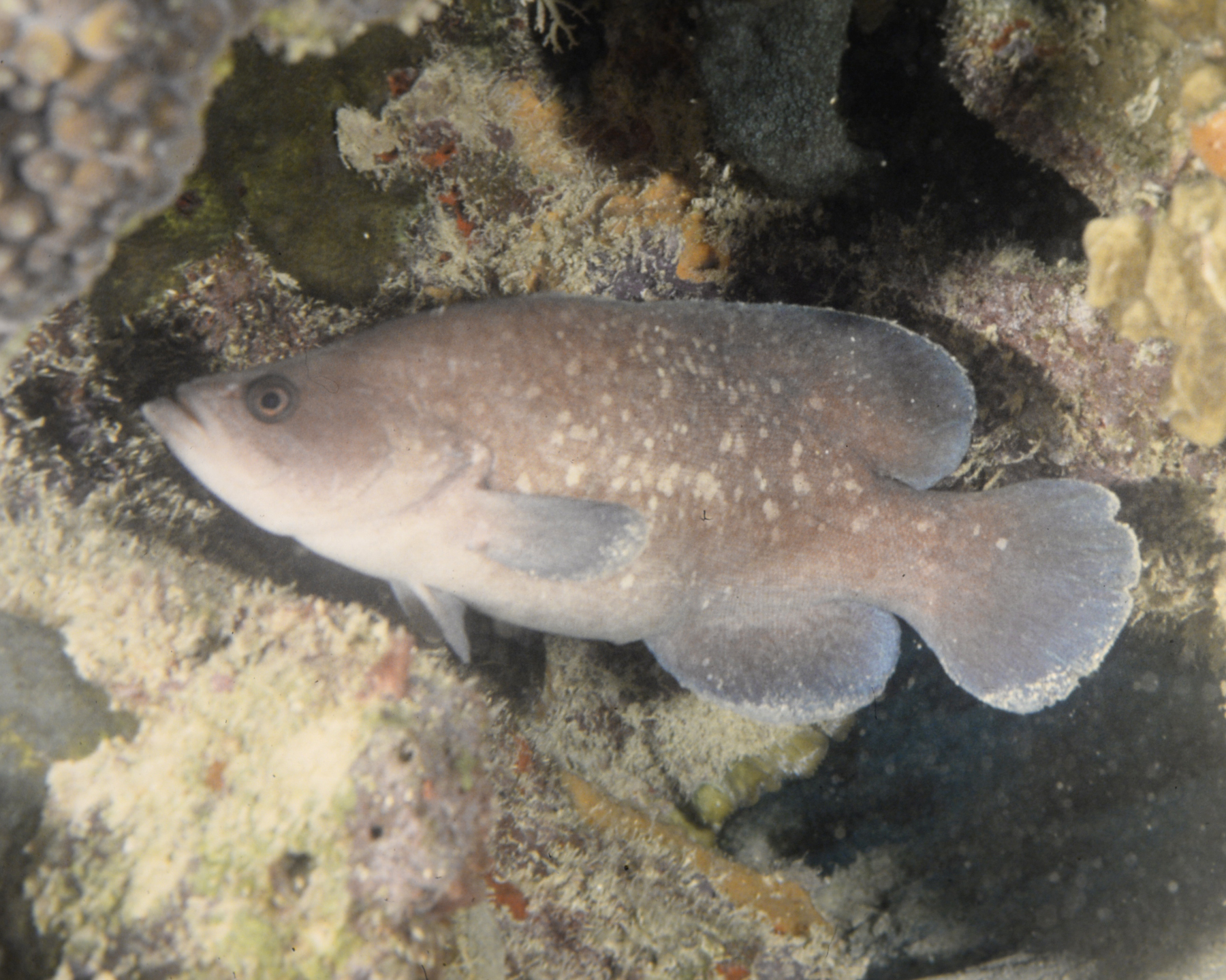 image of Rypticus saponaceus (Greater soapfish)