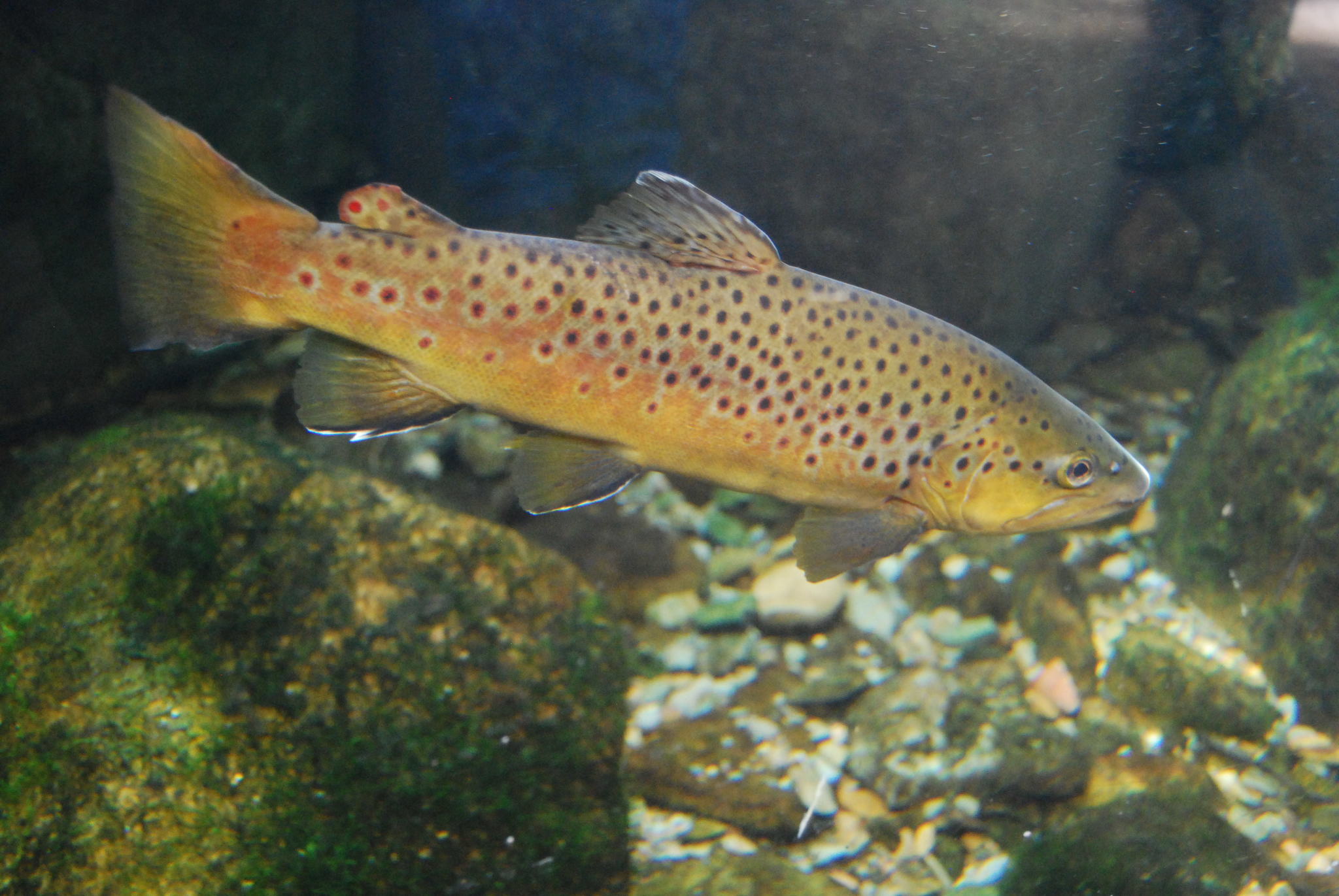 image of Salmo trutta (Sea trout)