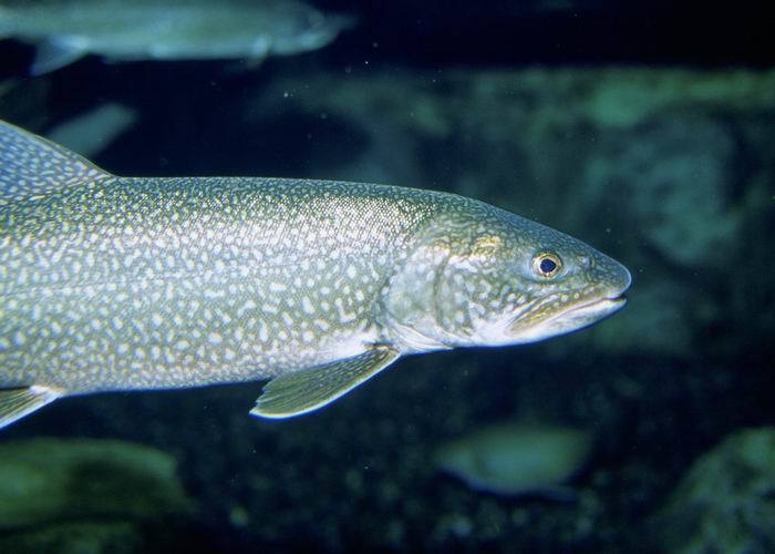 image of Salvelinus namaycush (Lake trout)