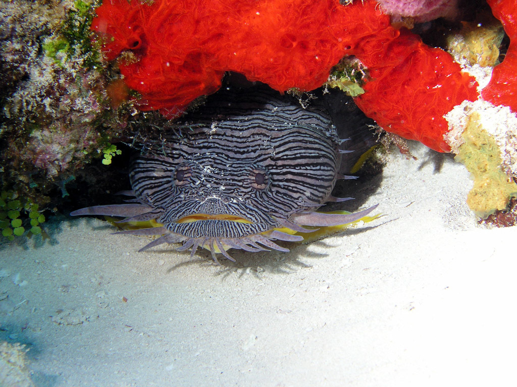 image of Sanopus splendidus (Coral toadfish)