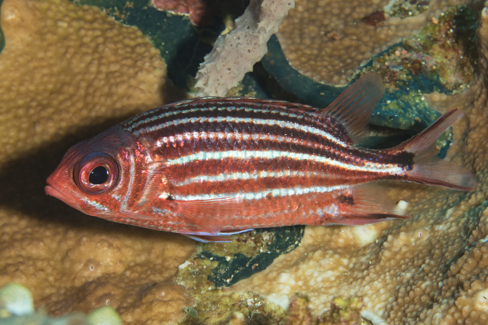 image of Sargocentron cornutum (Threespot squirrelfish)