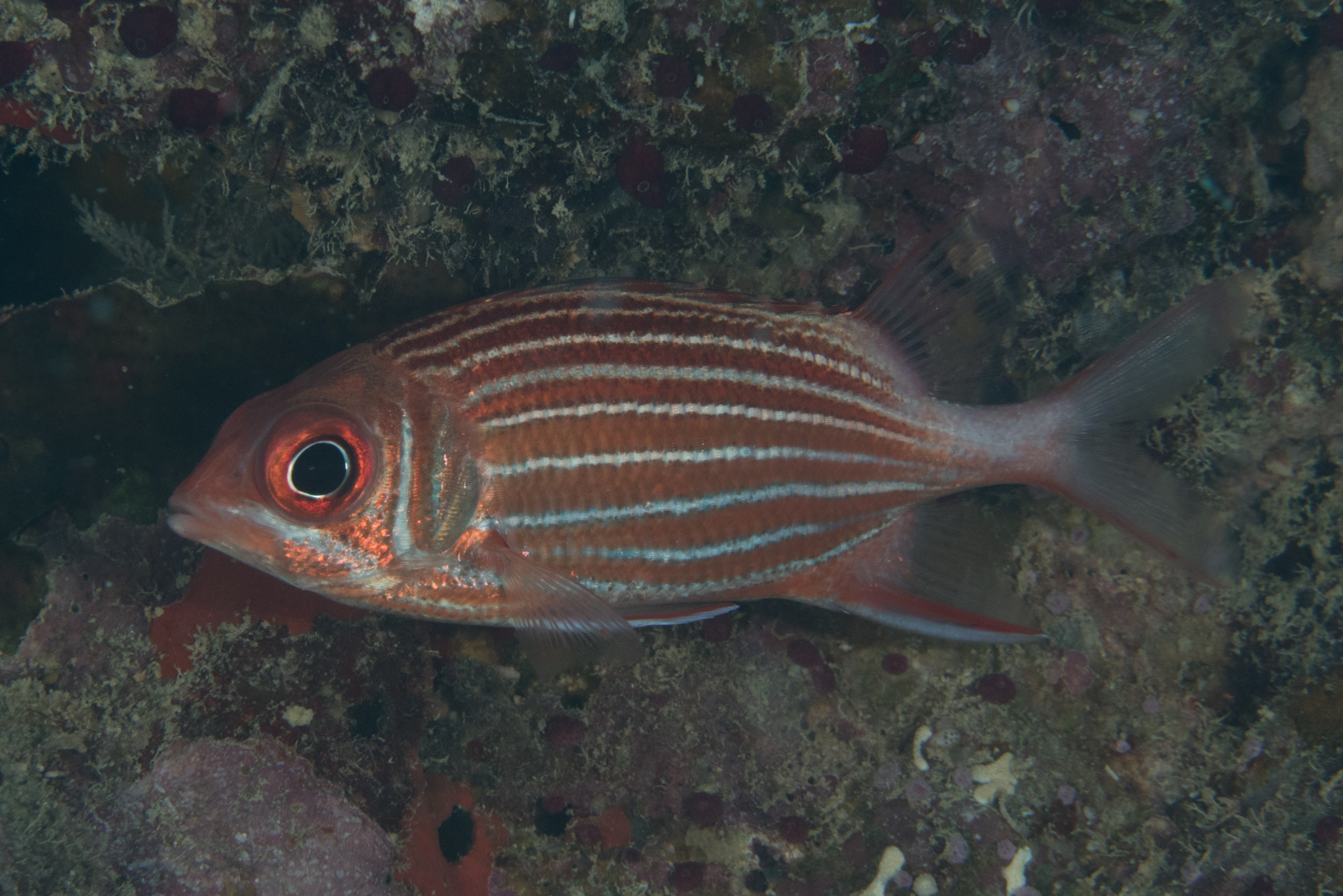 image of Sargocentron diadema (Crown squirrelfish)