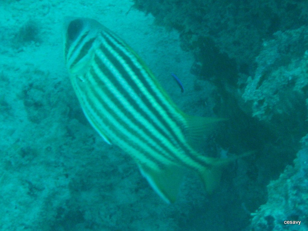 image of Sargocentron seychellense (Yellow-tipped squirrelfish)