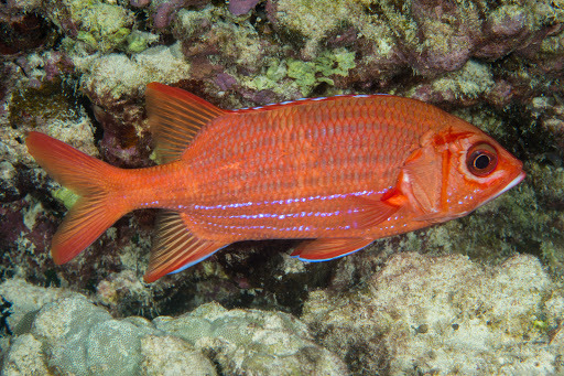 image of Sargocentron tiere (Blue lined squirrelfish)