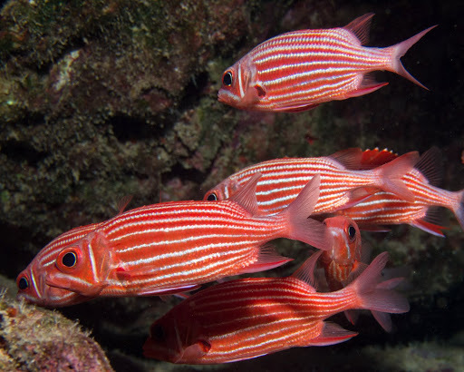 image of Sargocentron xantherythrum (Hawaiian squirrelfish)