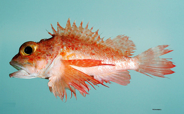 image of Scorpaena agassizii (Longfin scorpionfish)