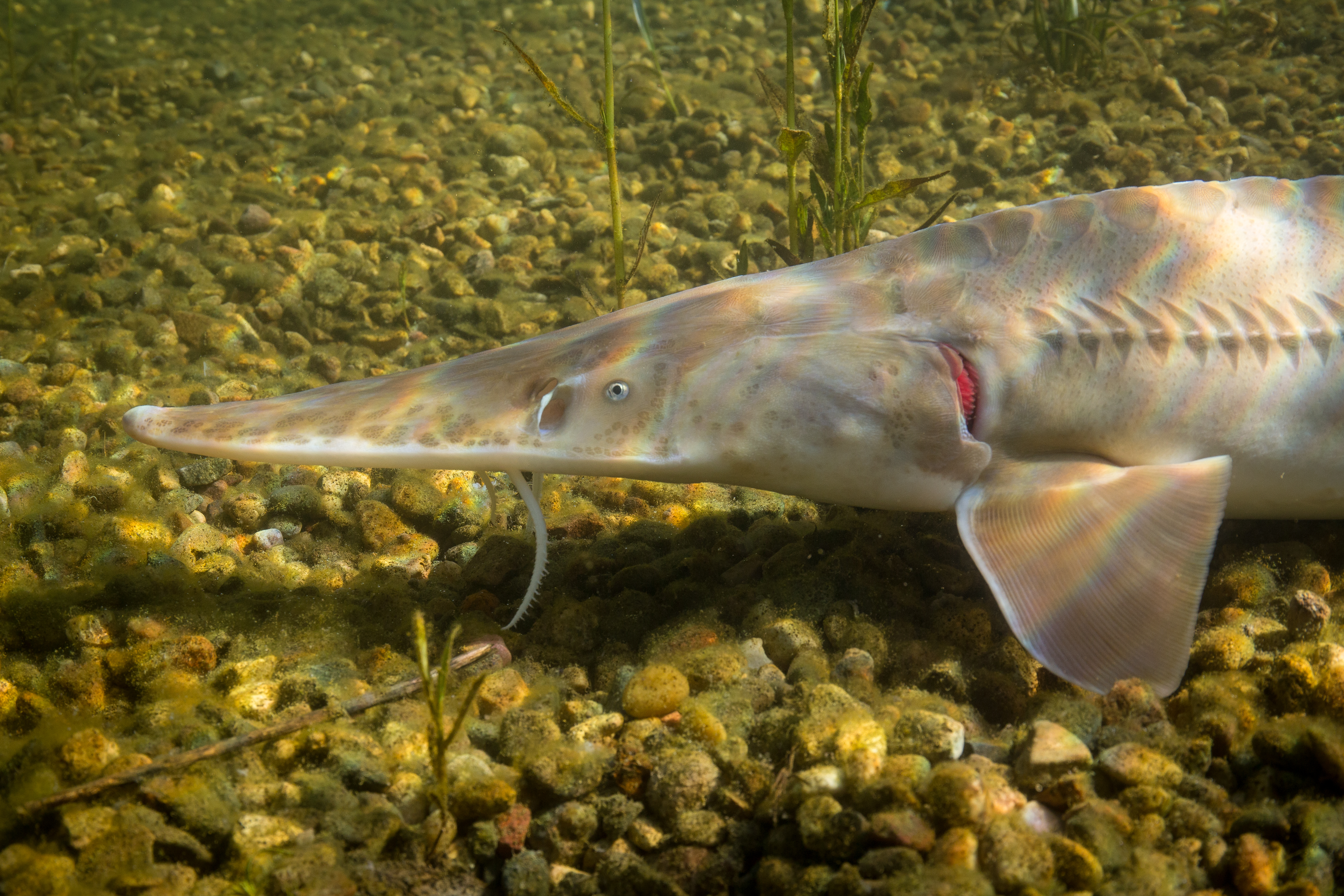 image of Scaphirhynchus albus (Pallid sturgeon)