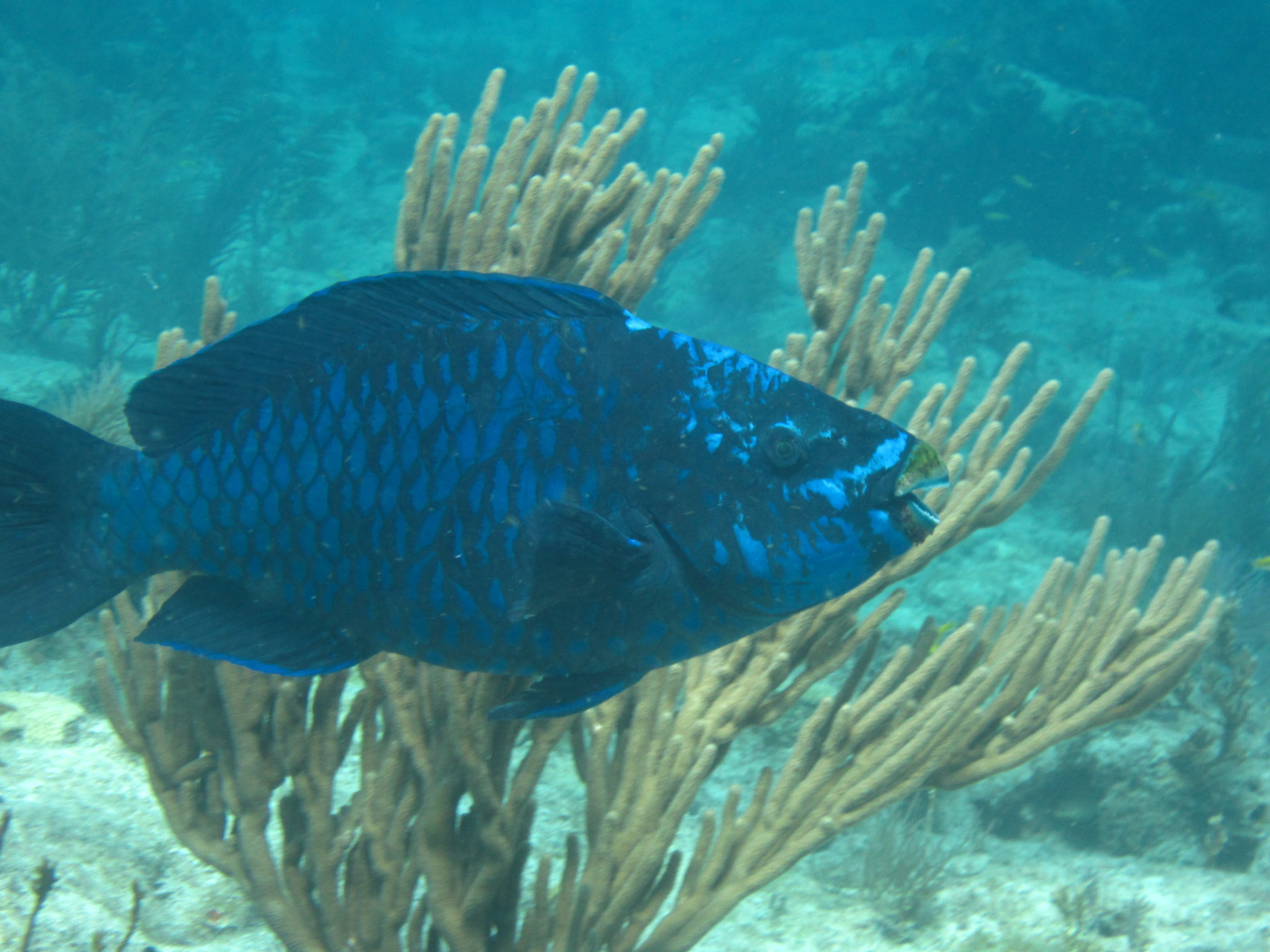 image of Scarus coelestinus (Midnight parrotfish)