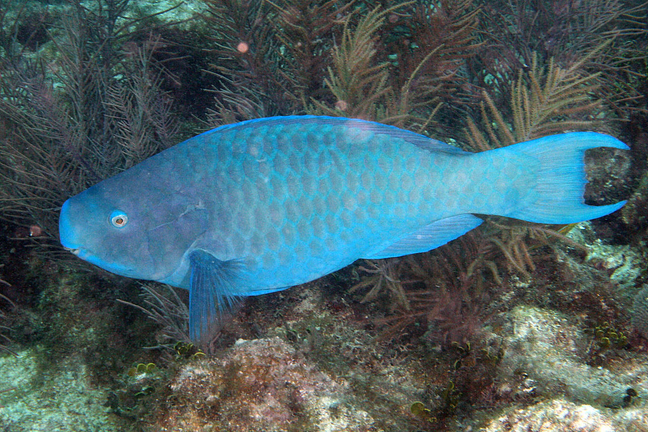 image of Scarus coeruleus (Blue parrotfish)