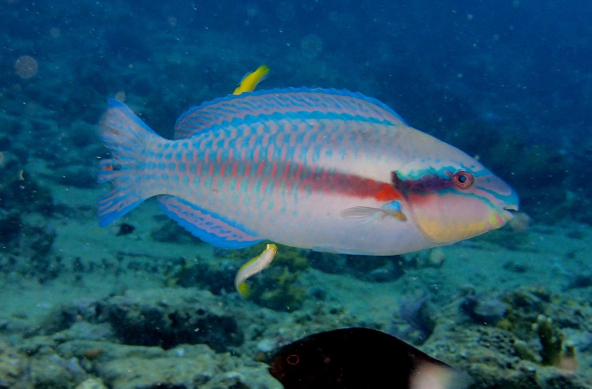 image of Scarus iseri (Striped parrotfish)