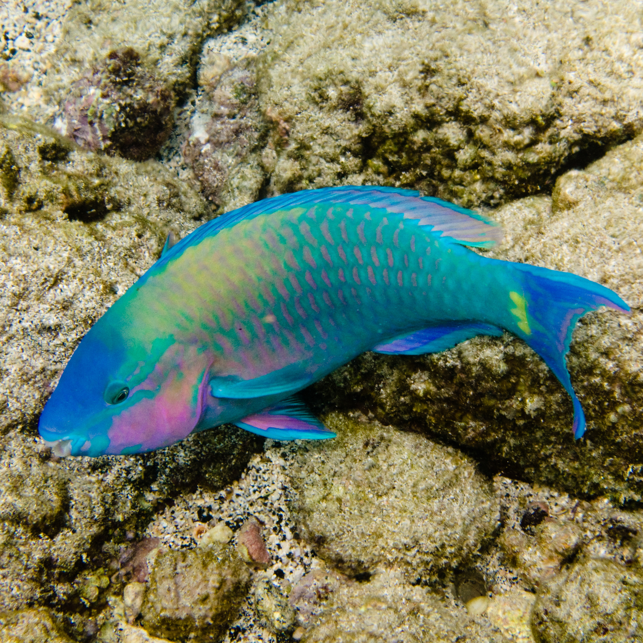 image of Scarus psittacus (Common parrotfish)