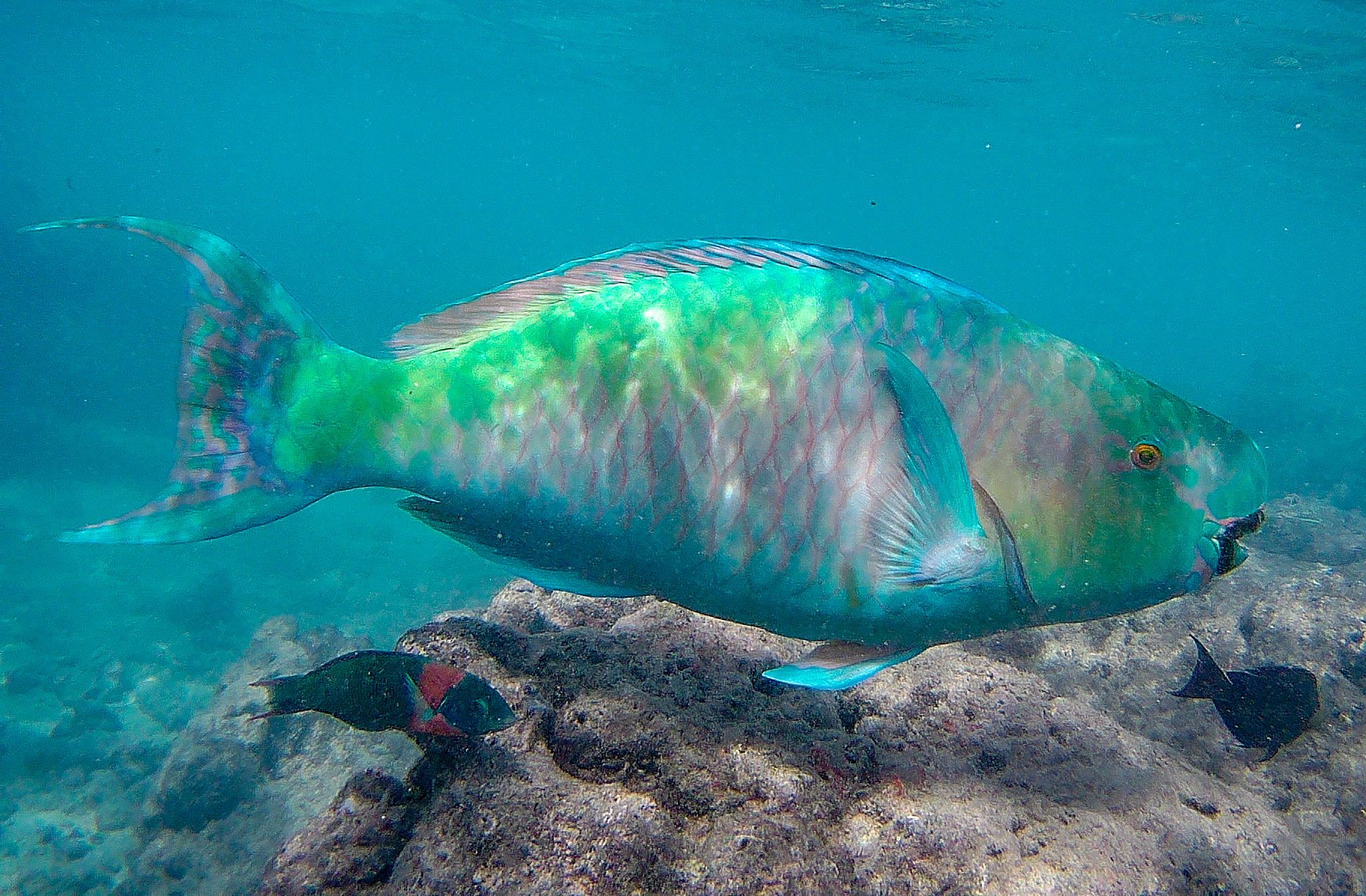 image of Scarus rubroviolaceus (Ember parrotfish)