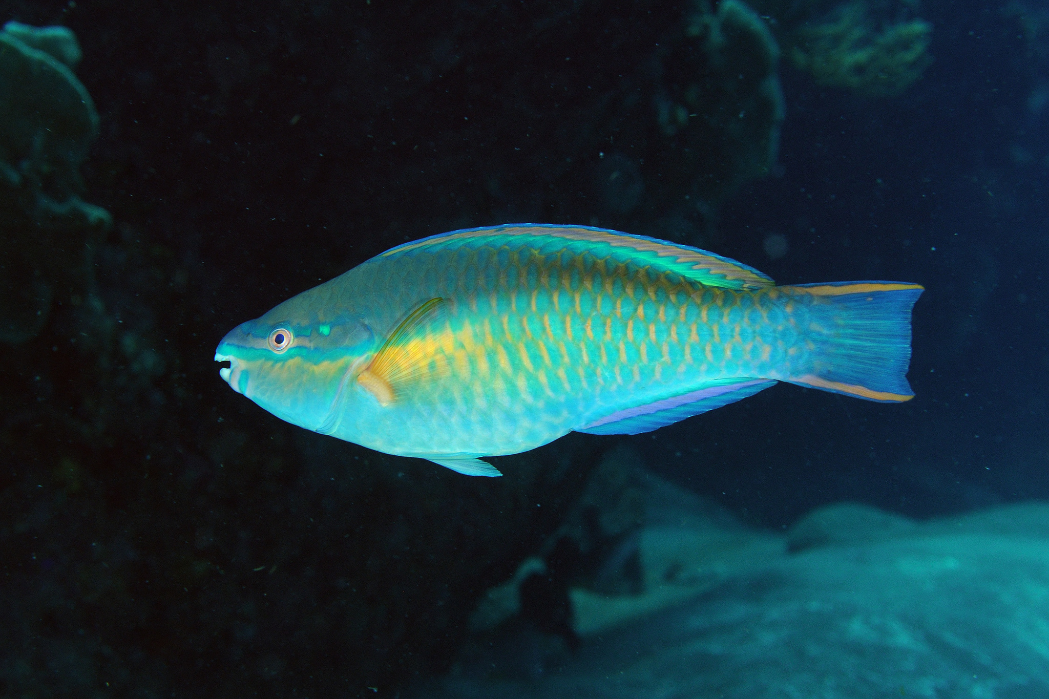 image of Scarus taeniopterus (Princess parrotfish)