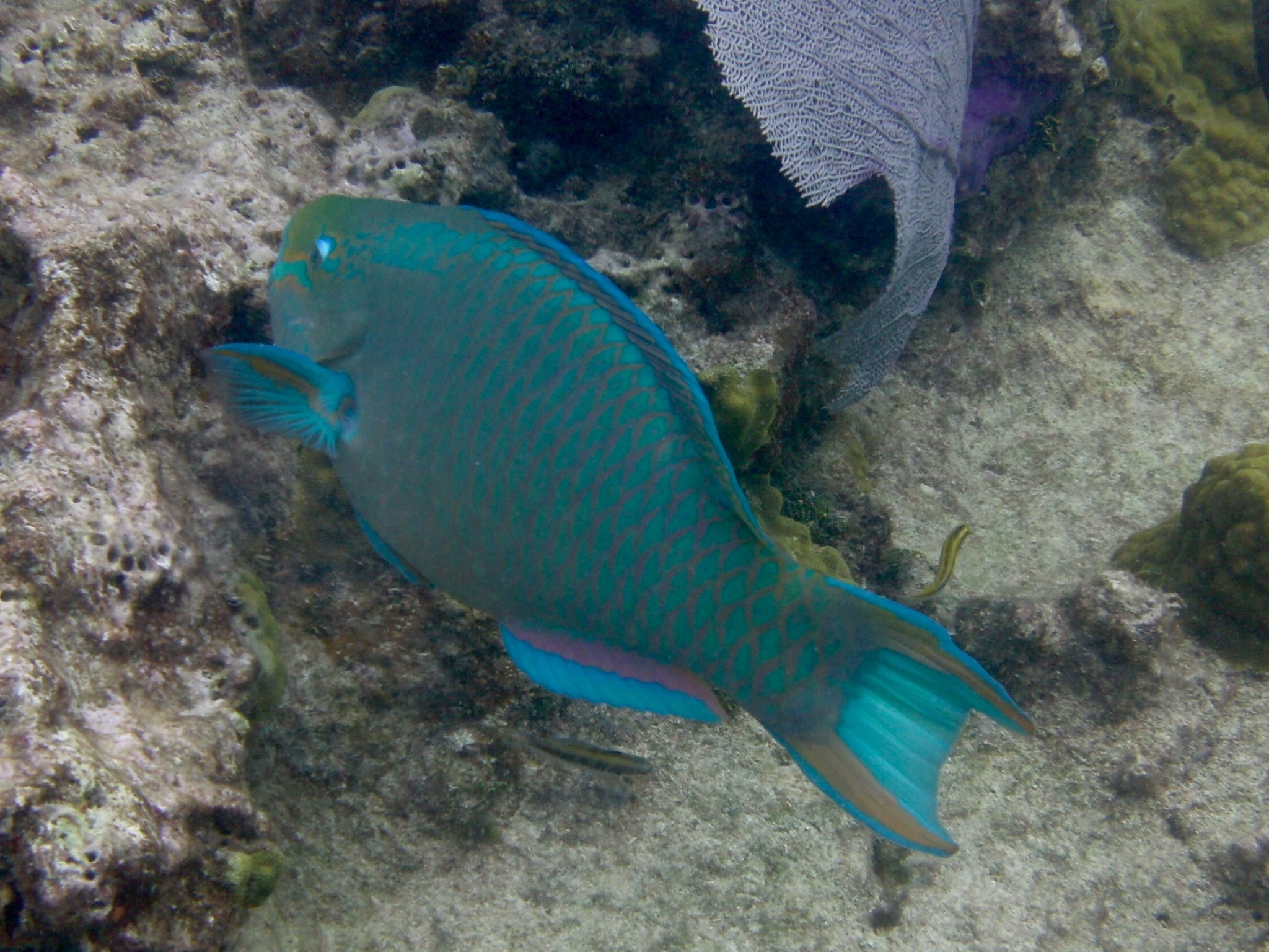 image of Scarus vetula (Queen parrotfish)