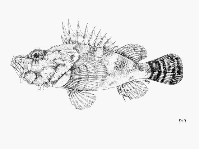image of Scorpaena elongata (Slender rockfish)