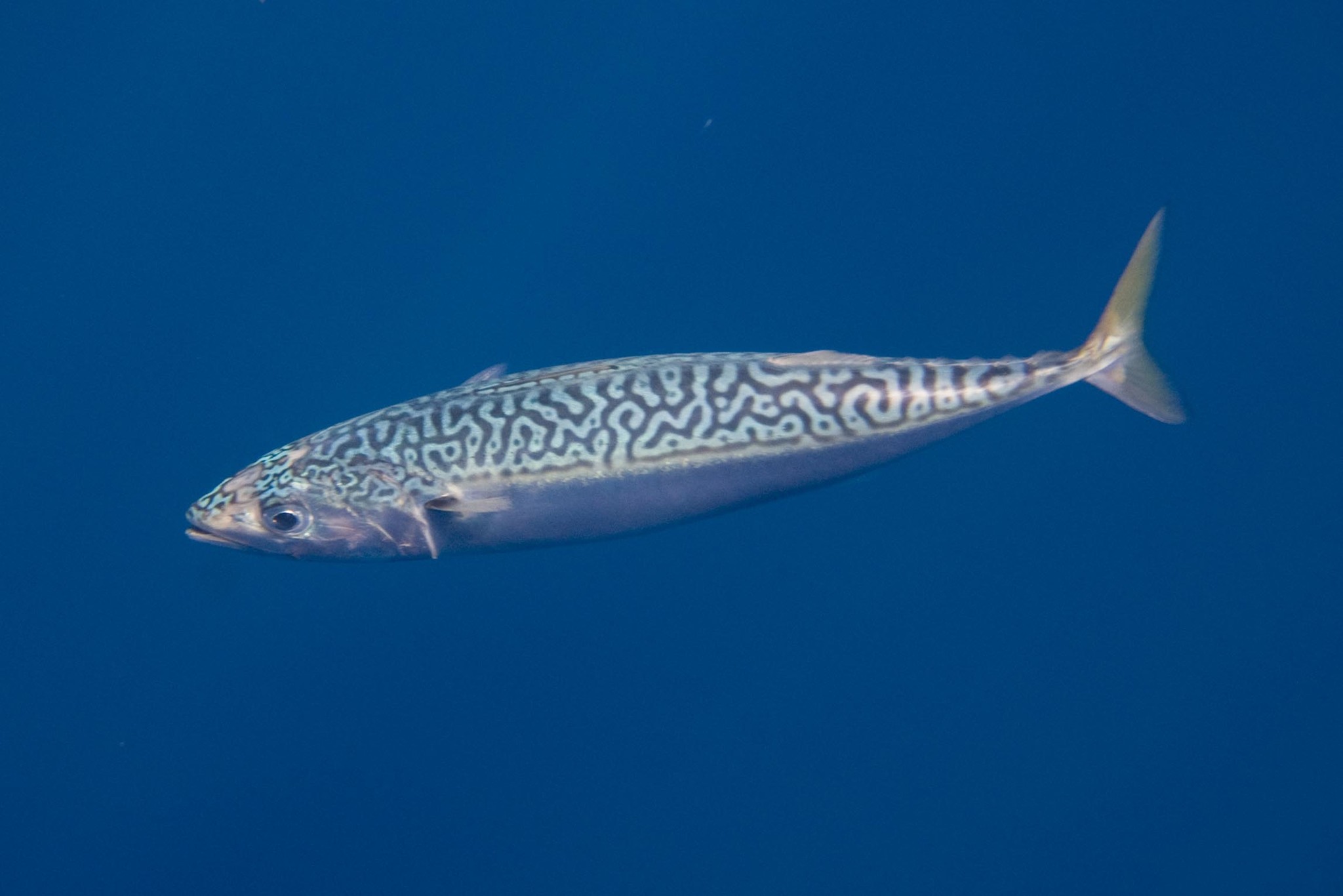 image of Scomber japonicus (Chub mackerel)