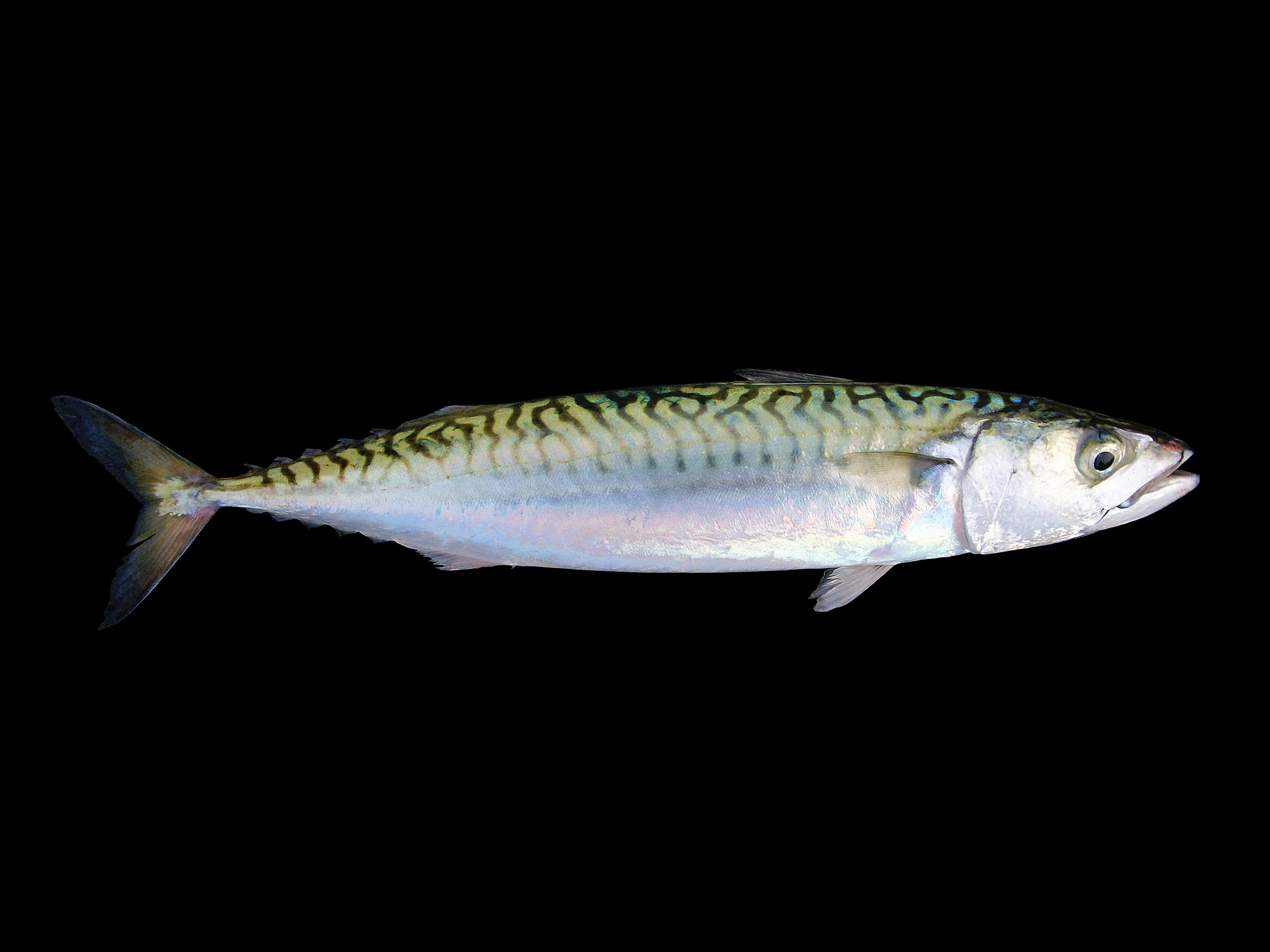 image of Scomber scombrus (Atlantic mackerel)
