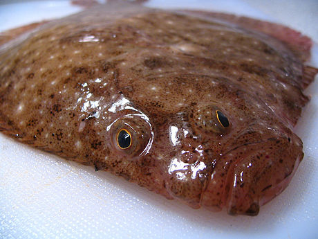 image of Scophthalmus aquosus (Windowpane flounder)