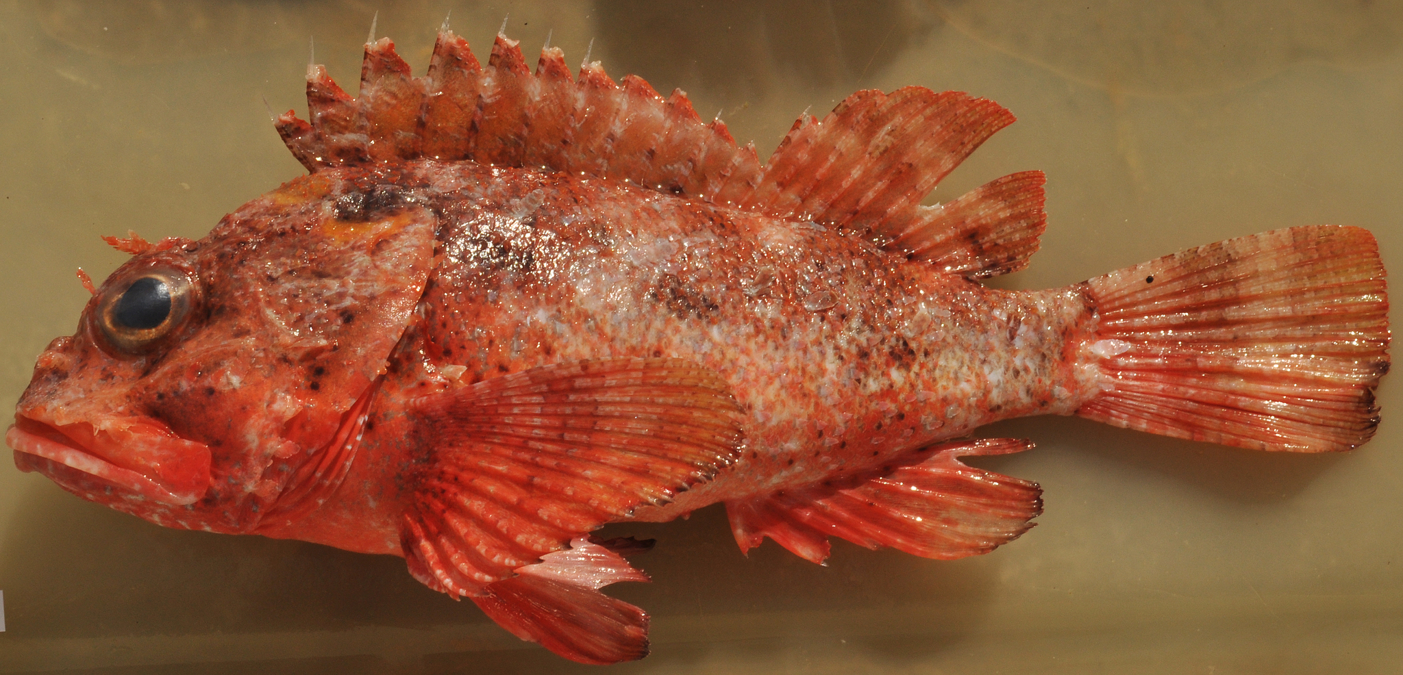 image of Scorpaena brasiliensis (Barbfish)