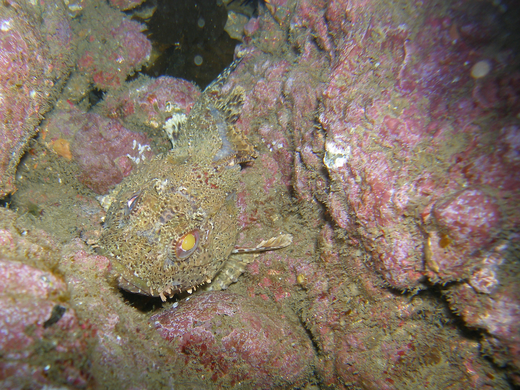 image of Scorpaena guttata (California scorpionfish)