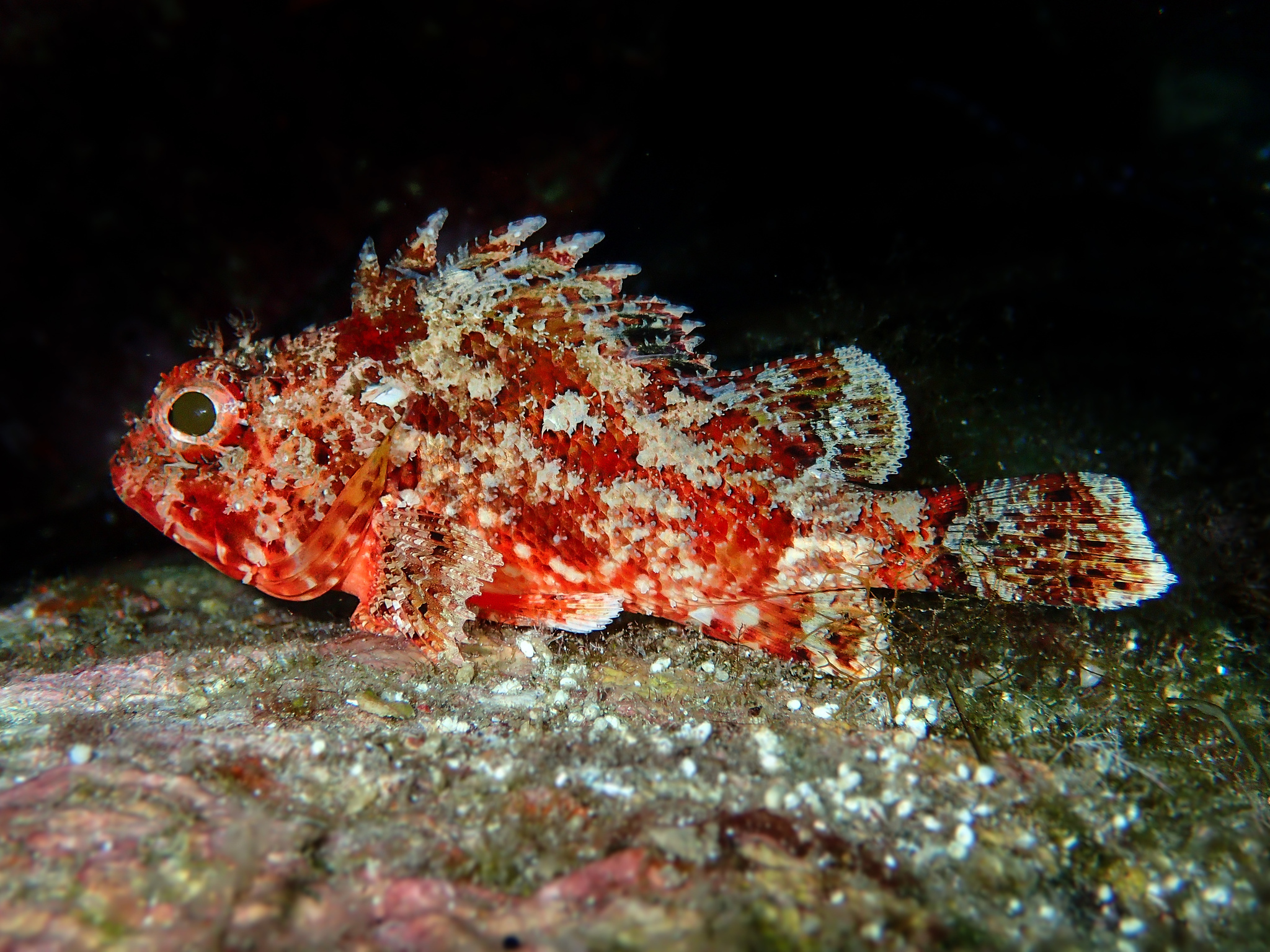 image of Scorpaena notata (Small red scorpionfish)