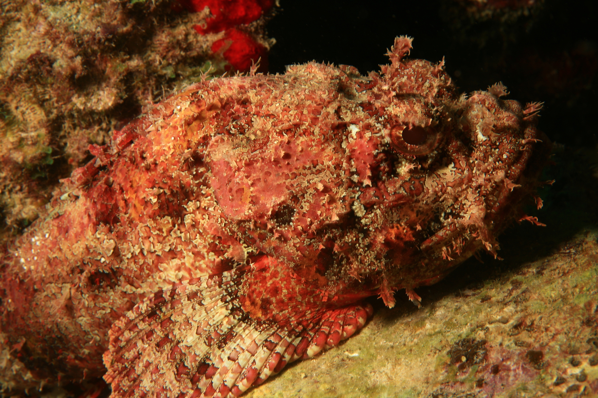 image of Scorpaena plumieri (Spotted scorpionfish)