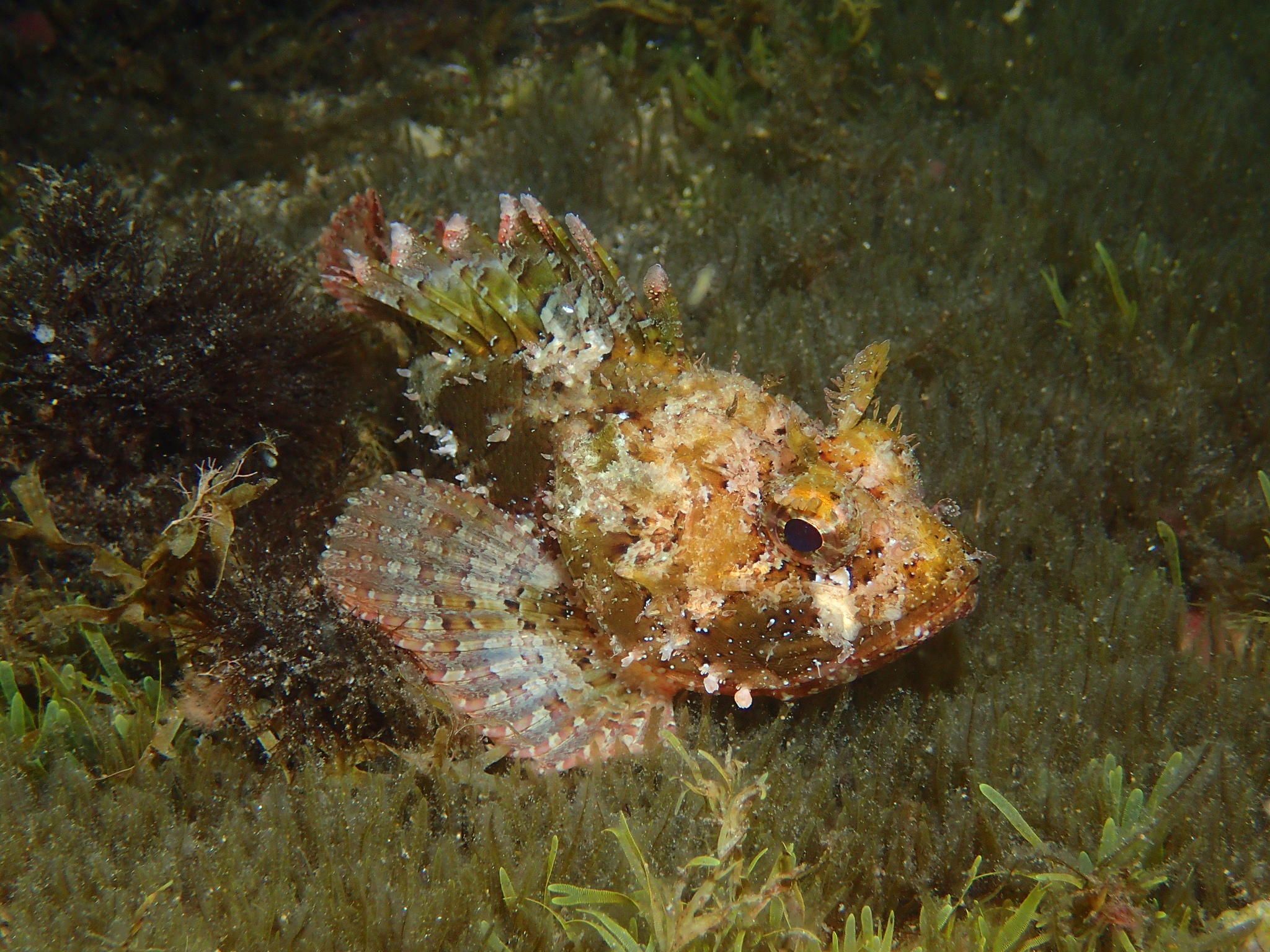 image of Scorpaena porcus (Black scorpionfish)