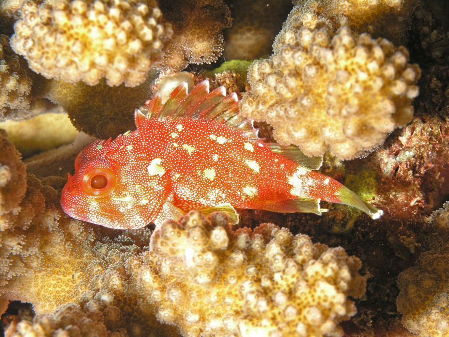 image of Sebastapistes cyanostigma (Yellowspotted scorpionfish)