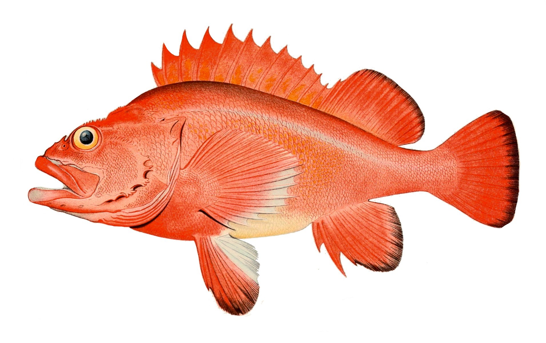 image of Sebastes aleutianus (Rougheye rockfish)