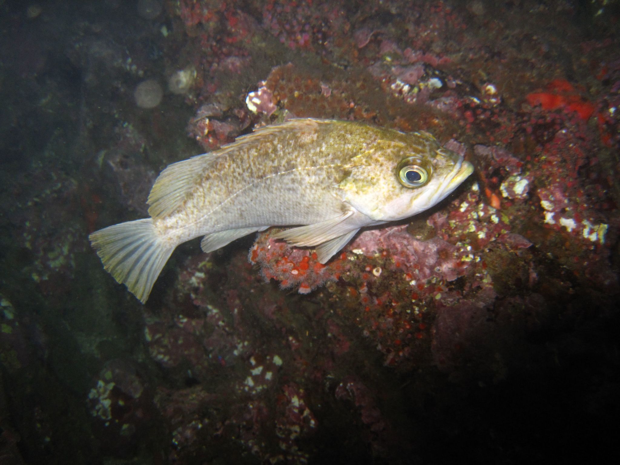 image of Sebastes atrovirens (Kelp rockfish)