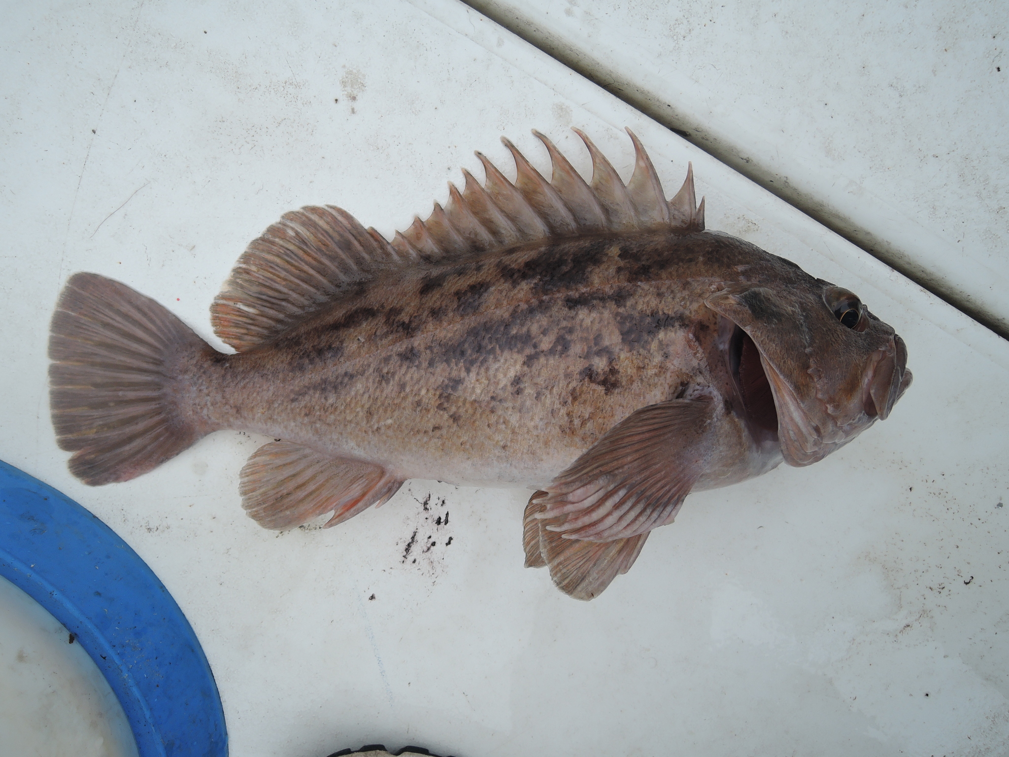 image of Sebastes auriculatus (Brown rockfish)