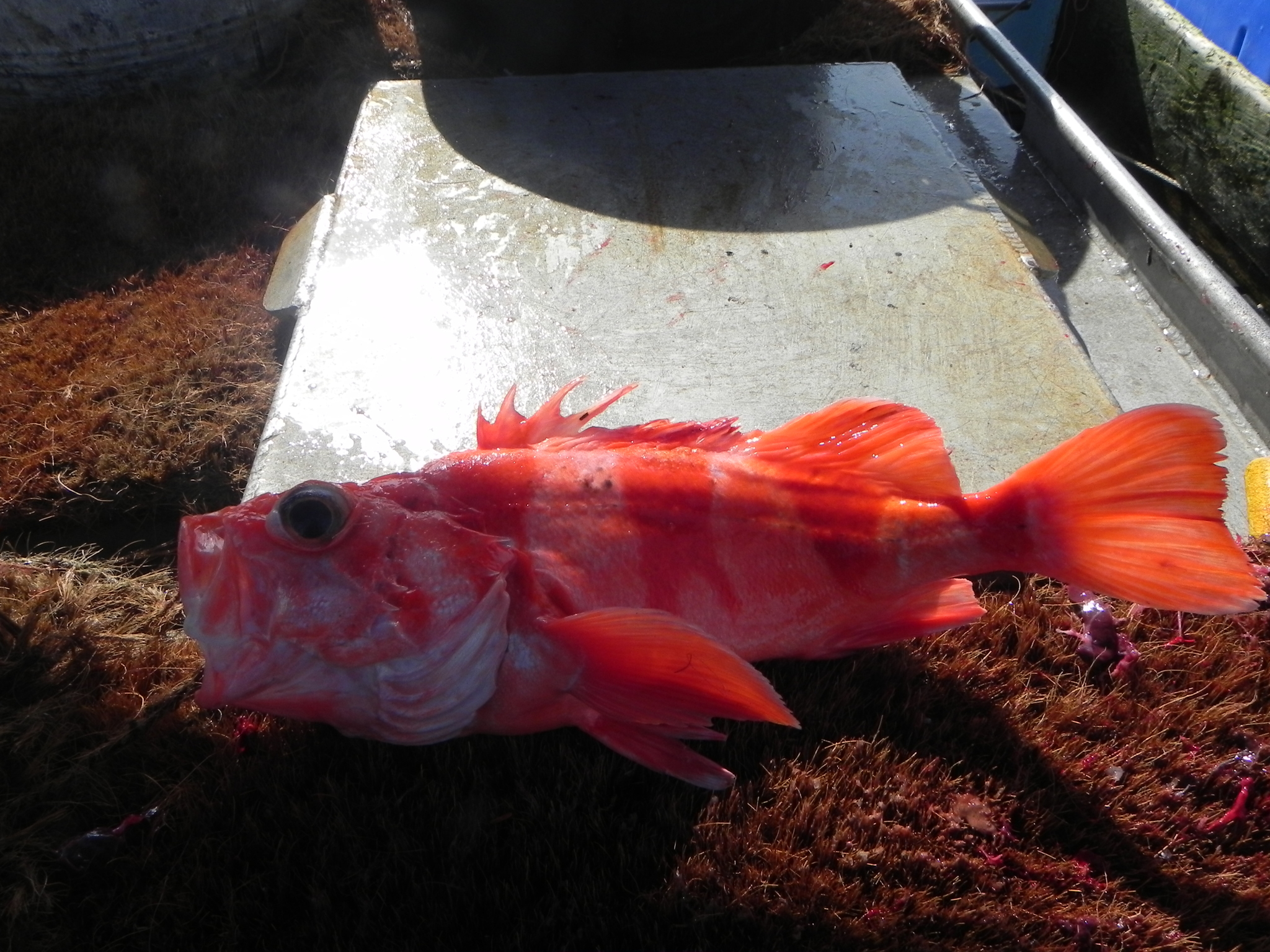 image of Sebastes babcocki (Redbanded rockfish)