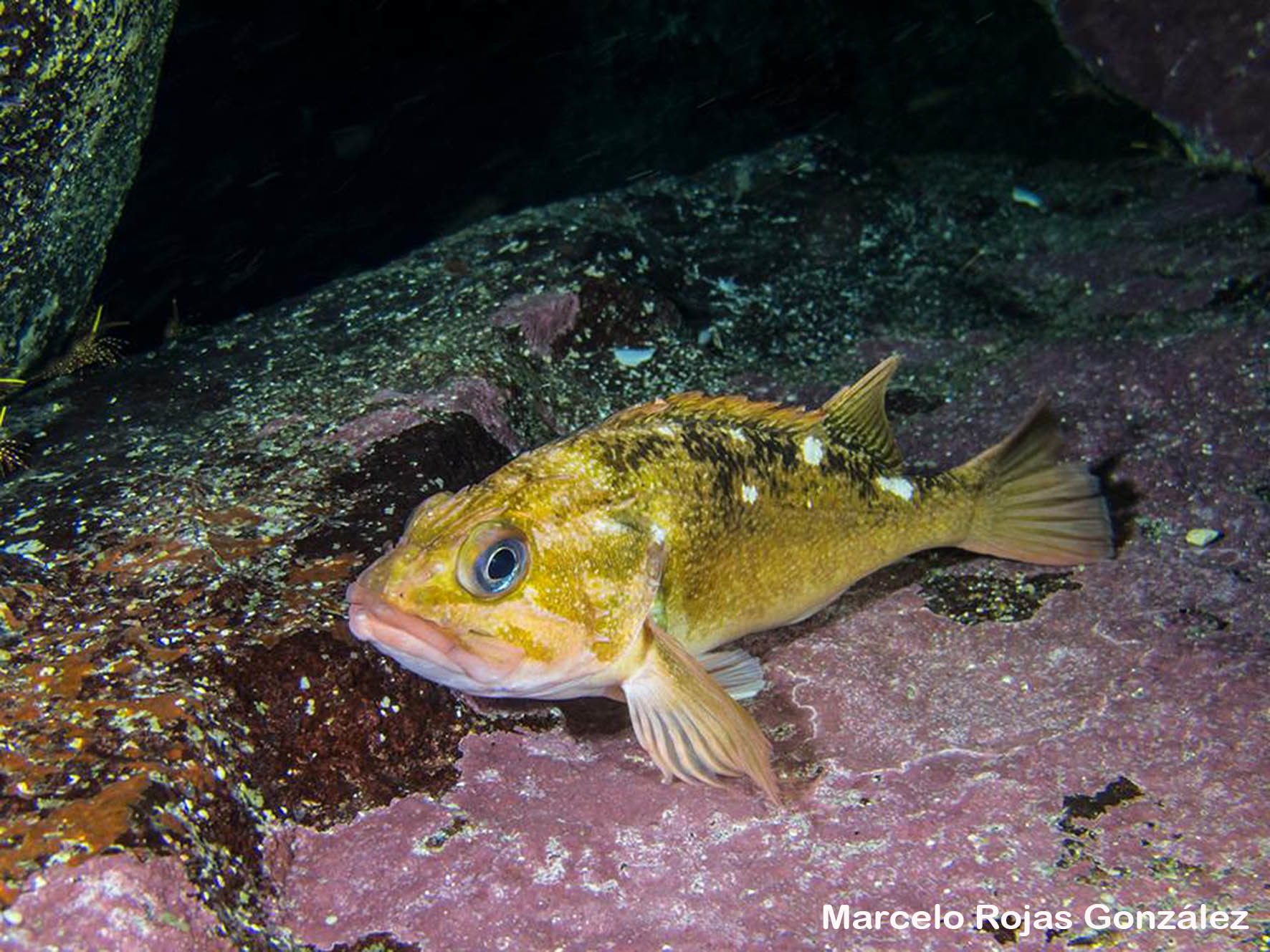 image of Sebastes capensis (Cape redfish)