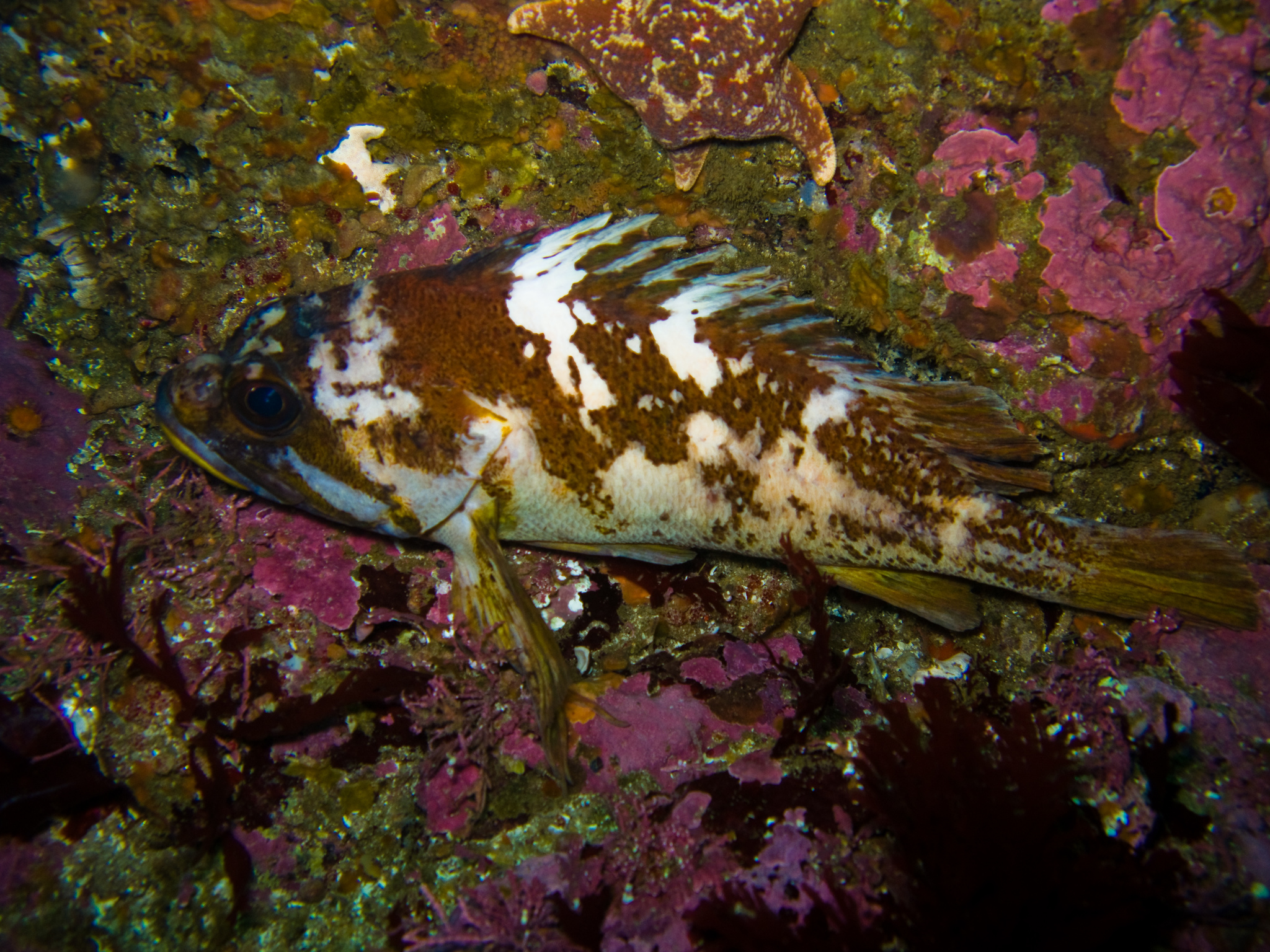image of Sebastes carnatus (Gopher rockfish)