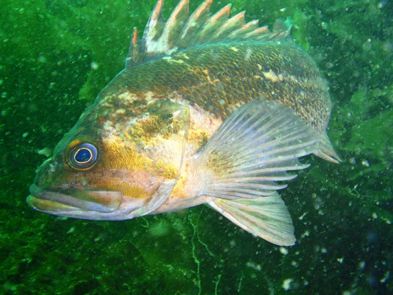 image of Sebastes caurinus (Copper rockfish)