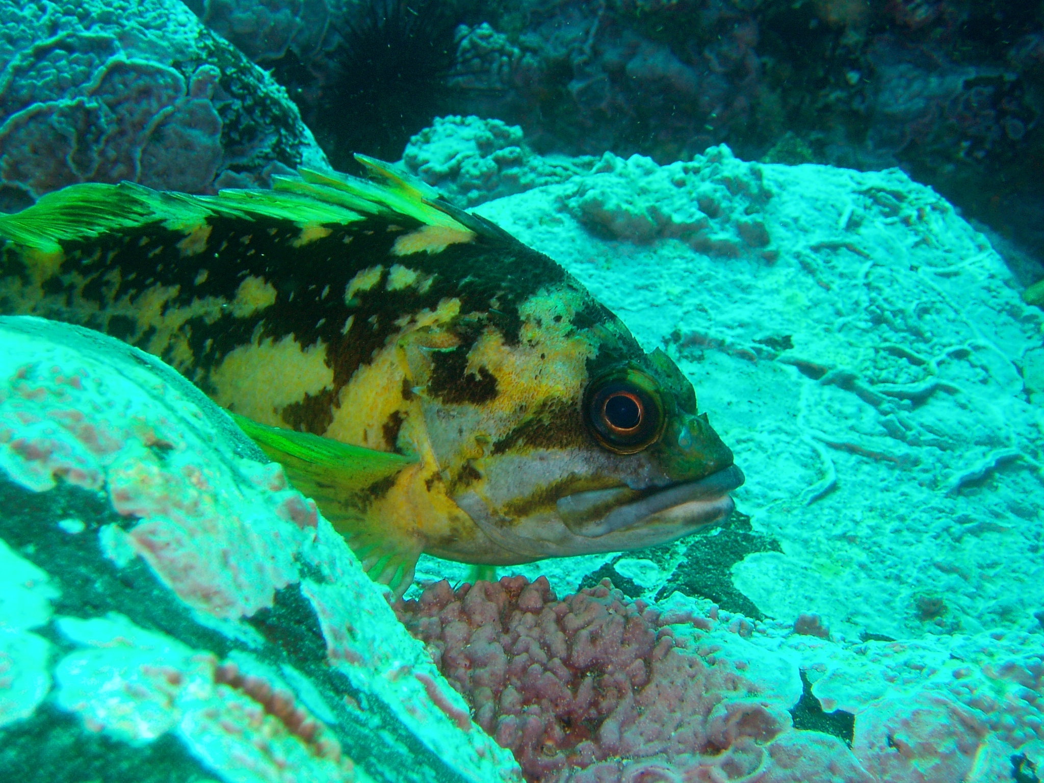 image of Sebastes chrysomelas (Black-and-yellow rockfish)