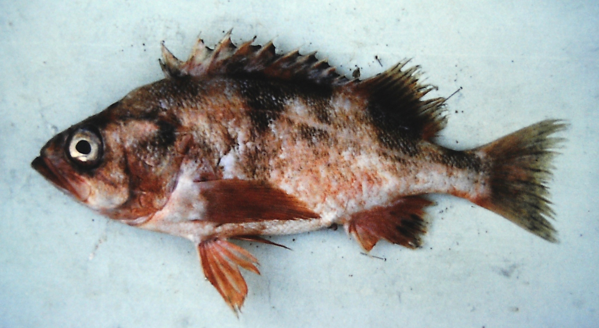 image of Sebastes crameri (Darkblotched rockfish)