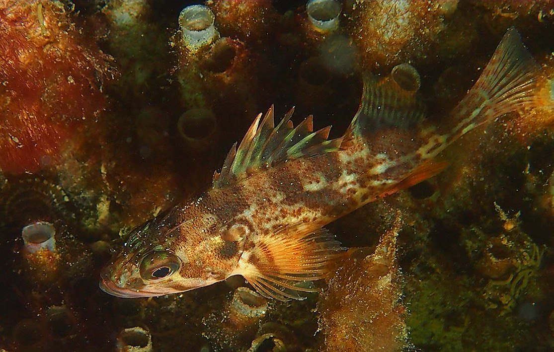 image of Sebastes dallii (Calico rockfish)