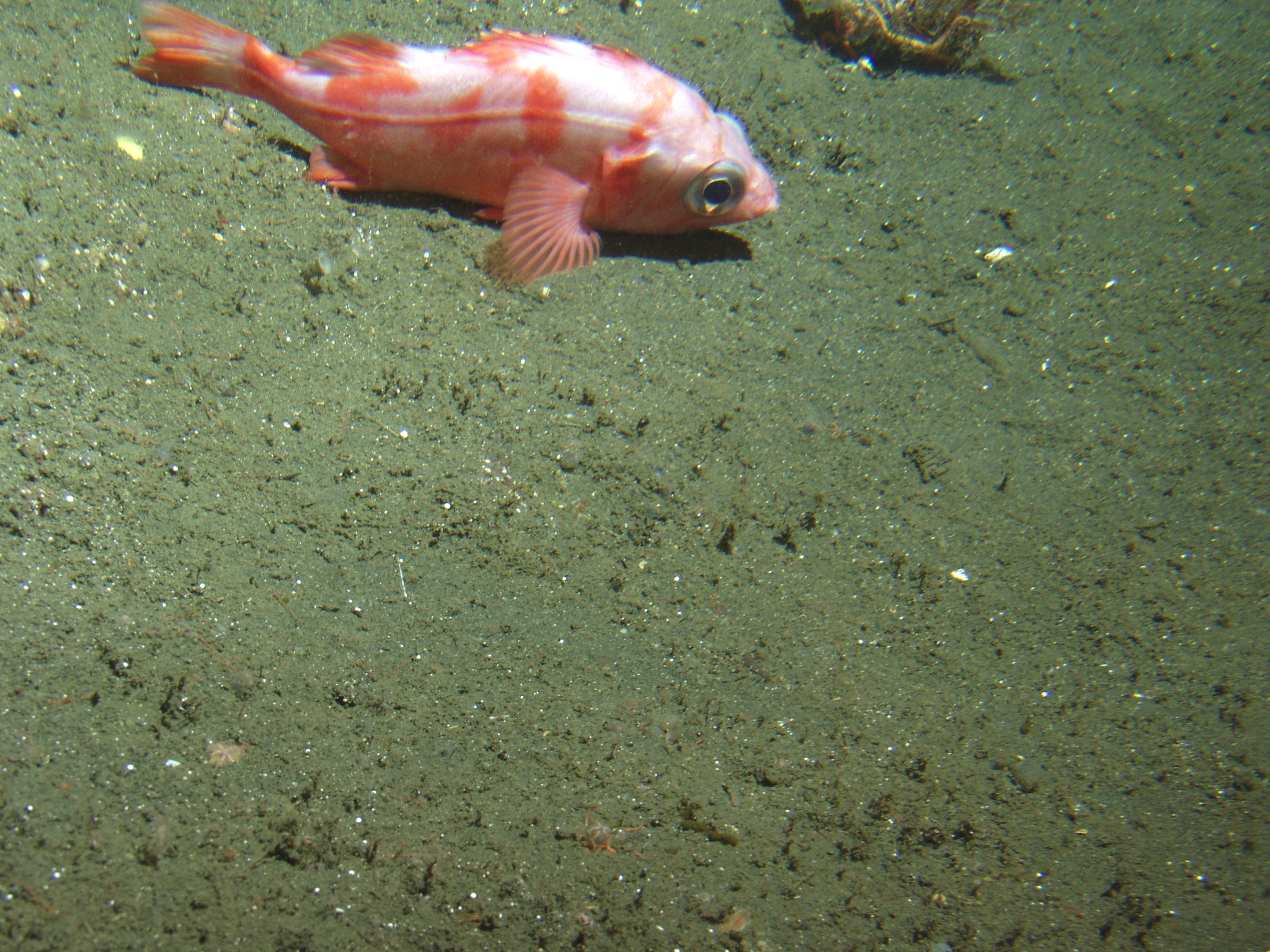 image of Sebastes diploproa (Splitnose rockfish)