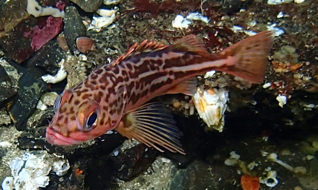 image of Sebastes elongatus (Greenstriped rockfish)