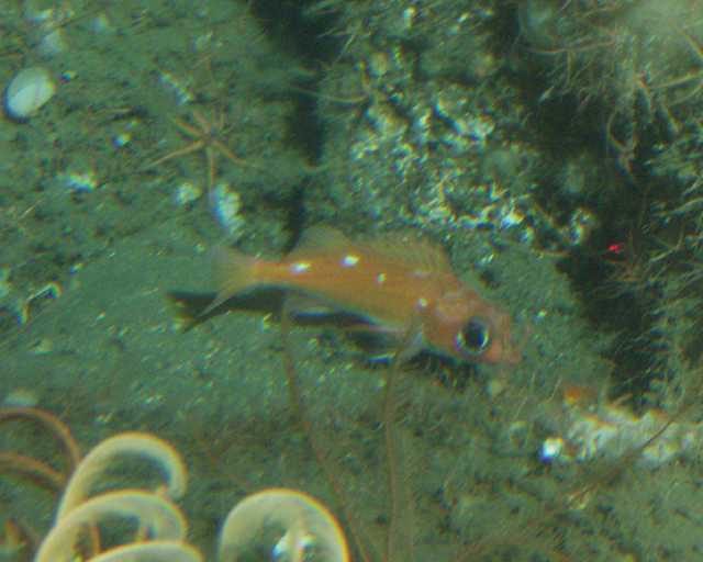 image of Sebastes ensifer (Swordspine rockfish)
