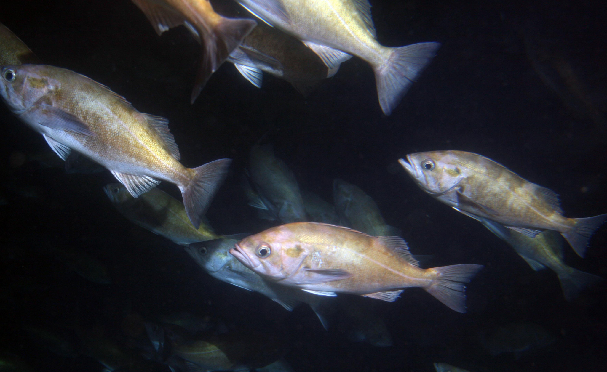 image of Sebastes entomelas (Widow rockfish)